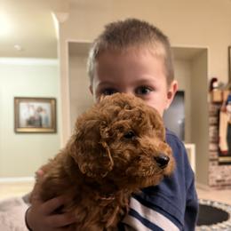 Labradoodle Puppies from California Double Doodles