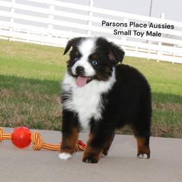 BLUE EYES - Black tri male Toy Australian Shepherd puppy in Chandler, Oklahoma from Parsons Place Aussies