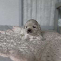 Linen Honey - Cream and white female Shih Tzu puppy in Cedar Hill, Texas from Puppy Paper House