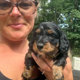 Girl 2 (purple collar) - Black and tan female Dachshund puppy in New Jersey from Bergamo’s  Dachshunds