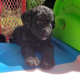 Havanese and Poodles from Curly Que Standard Poodles and Havanese