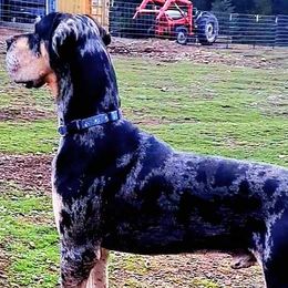 Elon - Great Dane