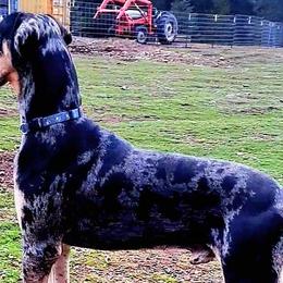 Elon - Great Dane