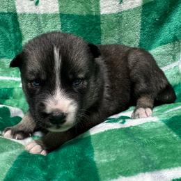 AKC Peter - Agouti and white male Siberian Husky puppy in Centreville, Maryland from Huskies By the Bay