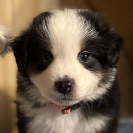 Orange collar boy - Black tri male Miniature American Shepherd puppy in Estacada, Oregon from Malachi Kennels