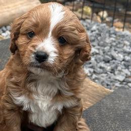 Ben - Red male Cavapoo puppy in Tahlequah, Oklahoma from Love Some Dogs Dachshunds & Cavalier King Charles Spaniels,Cavapoos
