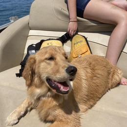 Golden Retrievers from OwenEnterpriseGoldens