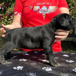 Lilac Collar - Black female Cane Corso puppy in Paris, Texas from Knucklehead Cane Corso
