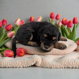 Girl 1 - Black tri-color female Aussiedoodle puppy in Sparta, Missouri from Sis' Doodles & Poodles