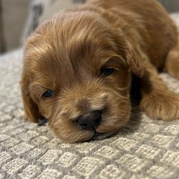 Girl 2 purple - Apricot female Cavapoo puppy in Orion, Illinois from Poppy Garden Doodles