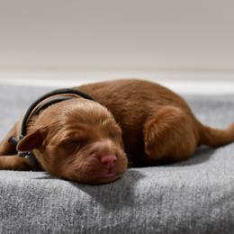 Coconut - Dark golden male Golden Retriever puppy in Strawberry Plains, Tennessee from Origins Goldens