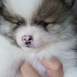Harvey - Cream sable parti male Pomeranian puppy in Gloversville, New York from ADKPOM Adirondack Pomeranians