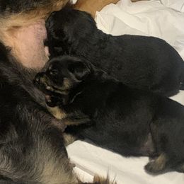Rottweiler Puppies from Rottitales
