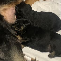 Rottweiler Puppies from Rottitales