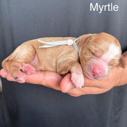 Girl 5 - Red  female Goldendoodle puppy in Conroe, Texas from Tails of Cypress