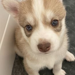 Pomsky Puppies from JsPomskies