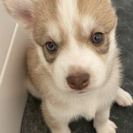 Pomsky Puppies from JsPomskies