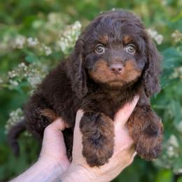 Nutmeg - Chocolate male Cavapoo puppy in Coshocton, Ohio from Forever Family Puppies