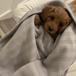 Cavapoo Puppies from SoCal Cavapoos