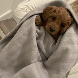 Cavapoo Puppies from SoCal Cavapoos