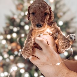 Goldendoodle Puppies from Summer Sun Doodles