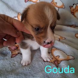 Gouda - Red female Pembroke Welsh Corgi puppy in Kingman, Kansas from Tiny Titans K9