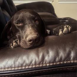 Zoey - German Shorthaired Pointer
