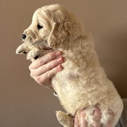 Boy 2 - male Goldendoodle puppy in Hamptonville, North Carolina from Goldendoodles of Vanhoy Farms