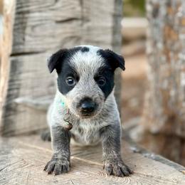 Bailey - Blue female Australian Cattle Dog puppy in Sahuarita, Arizona from A2 Australian Cattle Dogs