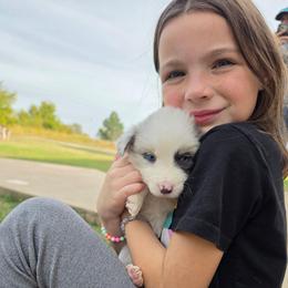 Bonnie - Slate merle female Border Collie puppy in Ripley, Oklahoma from Adventure5 Border Collies