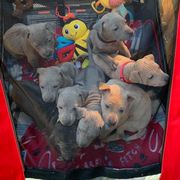 Thai Ridgeback Puppies from Topking Thai Ridgeback Dogs