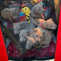 Thai Ridgeback Puppies from Topking Thai Ridgeback Dogs