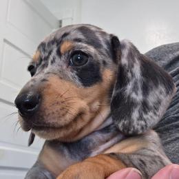 Dark blue collar black and tan dapple boy - Dapple male Dachshund puppy in Caldwell, Idaho from Dozendachs