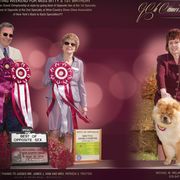 Chow Chow All Grown Up from Cameo Chows