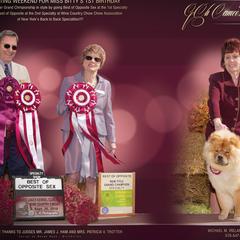 Chow Chow All Grown Up from Cameo Chows