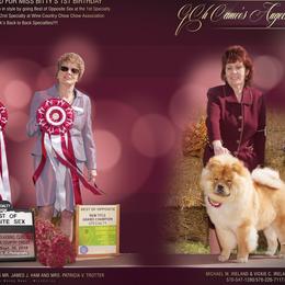Chow Chow All Grown Up from Cameo Chows