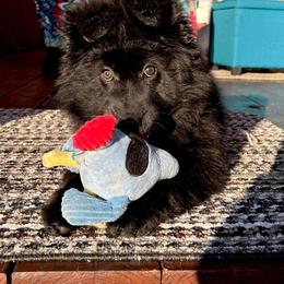 German Shepherd Puppies from Tabor Springs GSD