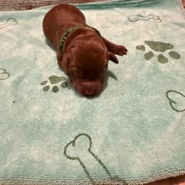 Leon - Chocolate male Labrador Retriever puppy in Carriere, Mississippi from Cajun Water Retrievers