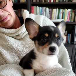 Pembroke Welsh Corgi Puppies from Patrick's Pembroke Welsh Corgis