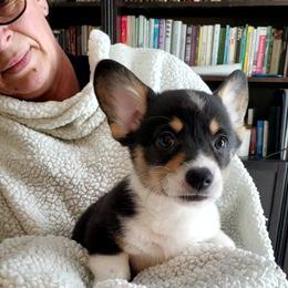 Pembroke Welsh Corgi Puppies from Patrick's Pembroke Welsh Corgis