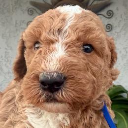 Blue collar male - male Golden Mountain Doodle puppy in Jurupa Valley, California from gucci_bentleys_goldendoodles