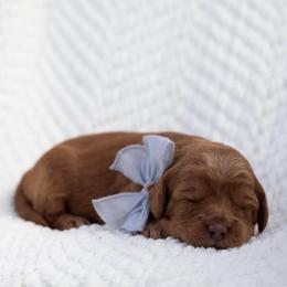 Tater Tot - Caramel red male Australian Labradoodle puppy in Belding, Michigan from Rutu Australian Labradoodles