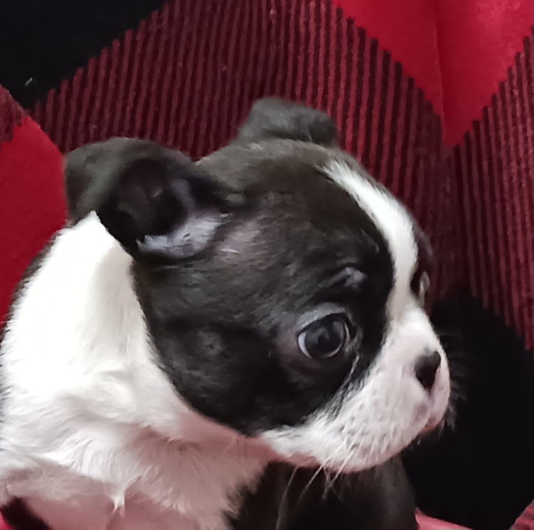 Boston Terrier Puppies from Delamorés Pups