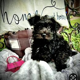 Miniature Schnauzer Puppies from Sophie’s Choice Puppies