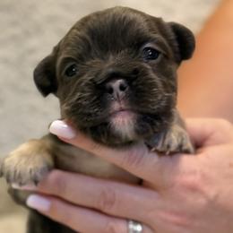 Fluffy - Blue female French Bulldog puppy in Chesnee, South Carolina from Michael Shepherd