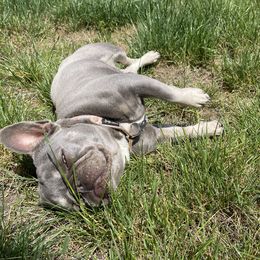 French Bulldogs from FrenchieClub