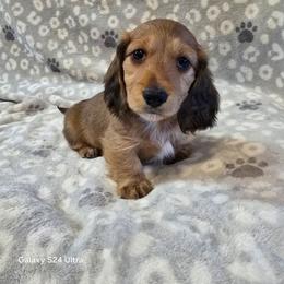 Buzz 2,800 - Red male Dachshund puppy in Tonopah, Arizona from Desert Diamond Dachshunds