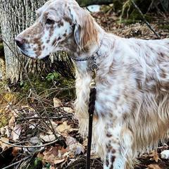 English Setters from Bel Canto Setters