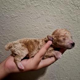 Peanut - Apricot male Poodle puppy in Chandler, Arizona from Fabi Poodle
