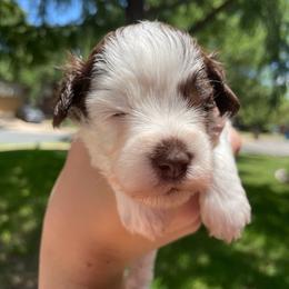 Espresso Pink collar gorgeous parti - Parti female Miniature Schnauzer puppy in Temple, Texas from Schnauzers Of Taylor